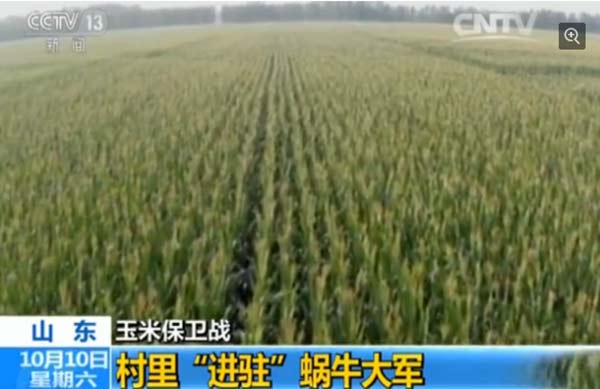 A screenshot shows villagers carrying unmanned aerial vehicles. (Photo/CNTV)