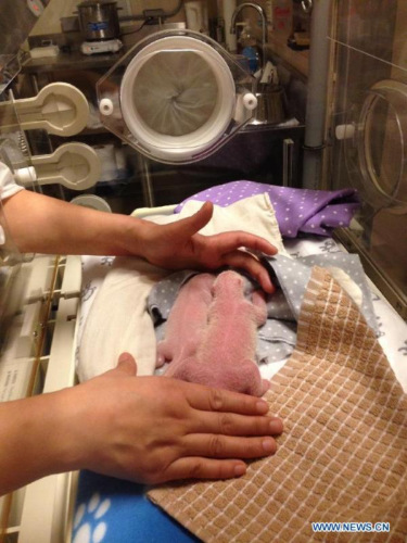 Two newborn giant panda twin cubs rest in an incubator at Toronto Zoo in Toronto, Canada, Oct. 13, 2015. Female giant panda Er Shun, who is on loan from China, gave birth to the twin cubs at 3:31 a.m. and 3:44 a.m. Tuesday. (Photo: Xinhua/Toronto Zoo)