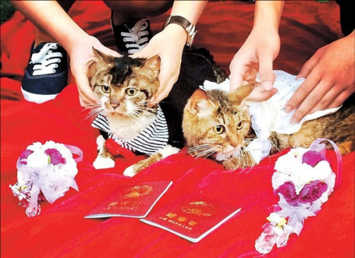 A wedding ceremony held for two cats at the Shanghai Normal University. (Photo: Shanghaidaily/Ti Gong)