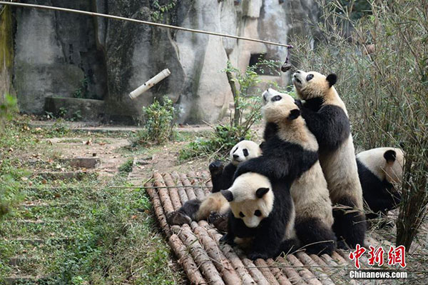 Pandas squeeze each other to reach food on a stick. (Photo/chinanews.com)