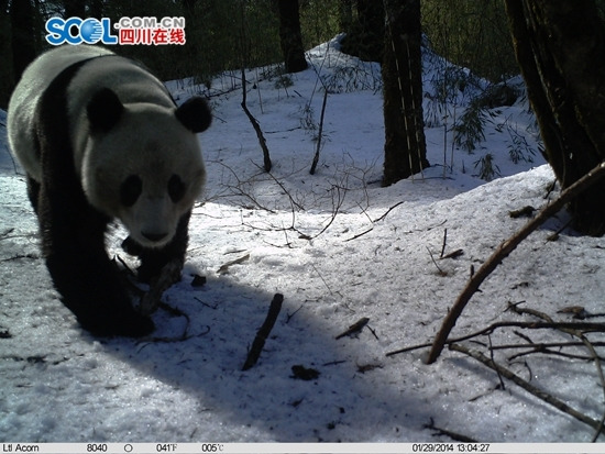 Panda Luxin. (File photo/sichuan.scol.com.cn)