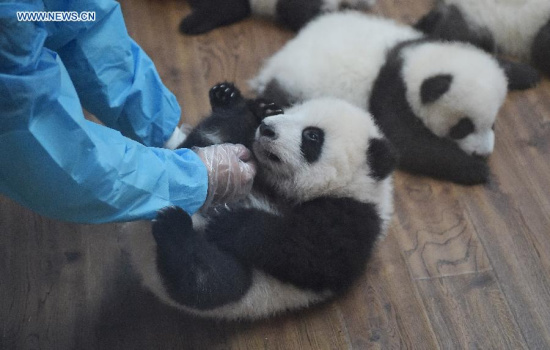 Giant panda cubs are seen at Chengdu Research Base of Giant Panda Breeding in Chengdu, capital of southwest China's Sichuan Province, Oct. 24, 2015. A total of 13 giant panda cubs born this year appeared together here Saturday, including six pairs of twin pandas. (PhotoXinhua/Xue Yubin)