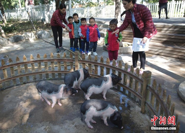 Children, led by teachers, visit pigs raised in a zoo built inside a kindergarten in Beijing on Tuesday. (Photo/chinanews.com)