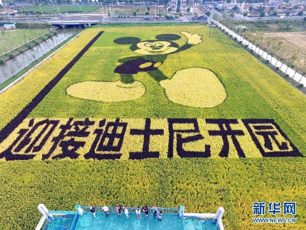The image of Mickey Mouse appears on a paddy field to welcome the opening of Shanghai Disney Resort in early 2016. (Photo/Xinhua)