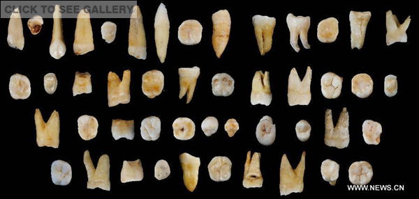 Photo provided by the Institute of Vertebrate Paleontology and Paleoanthropology under the Chinese Academy of Sciences shows tooth fossils found in Daoxian county in central China's Hunan Province. (Photo/Xinhua)