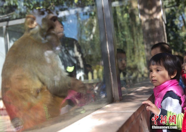 A child watches a monkey. (Photo/chinanews.com)