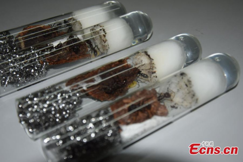 Living ants are seen in test-tubes seized at border Customs at Chengdu Shuangliu International Airport in southwest China's Sichuan Province on November 2, 2015. (Photo: China News Service/Rong Guan)