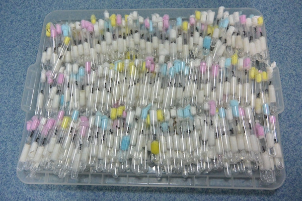 More than 1,000 black ants smuggled into China from Germany in two parcels have been seized in Chengdu, Sichuan province. (Photo/chinadaily.com.cn)