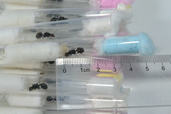 More than 1,000 black ants smuggled into China from Germany in two parcels have been seized in Chengdu, Sichuan province. (Photo/chinadaily.com.cn)