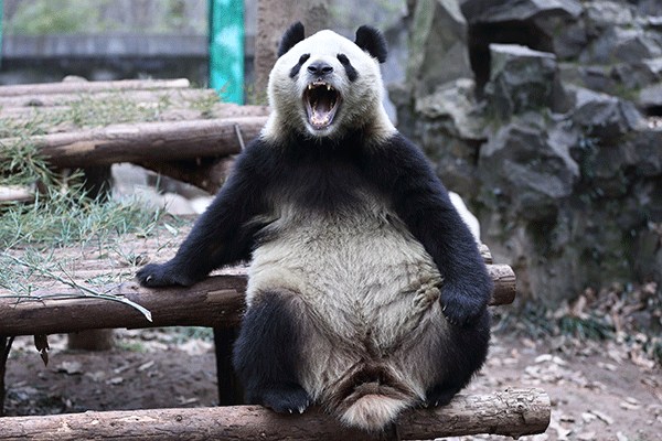 A giant panda relaxes at Hangzhou Zoo in Zhejiang province.(Xu Kangping/For China Daily)