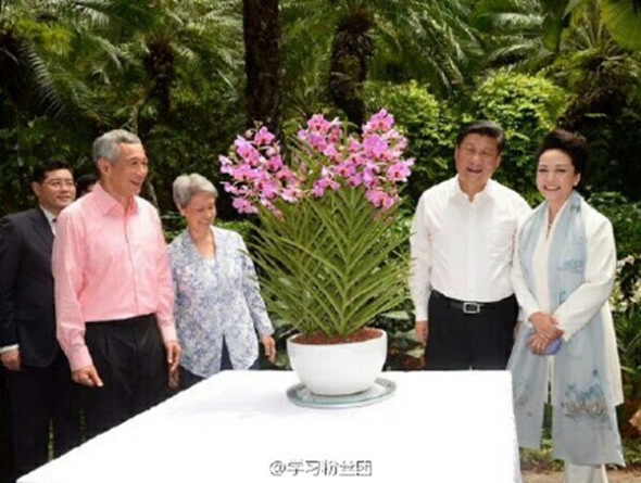 A new variety of orchid was named after Chinese President Xi Jinping and his wife at the naming ceremony held in Singapore Botanic Gardens on Saturday. Photo: Sina Weibo)