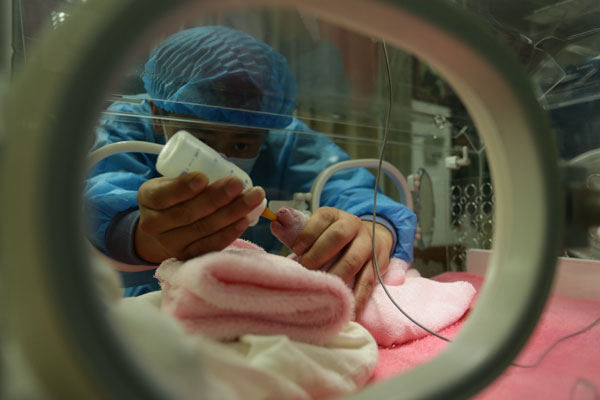 A panda expert feeds a newborn panda cub born this year in the Chengdu Research Base of Giant Panda Breeding in Sichuan province. (Huang Zhiling/www.chinadaily.com.cn)