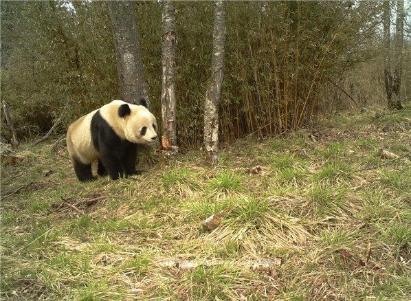 An infrared camera captures a wild giant panda roaming the woods of Shaanxi Zhouzhi Nature Reserve. (Photo provided to China Daily)
