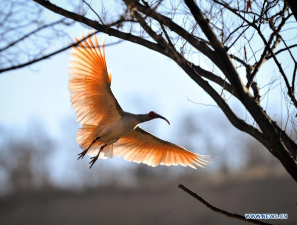 A crested ibis flies in the forest at Tongchuan City, northwest China's Shaanxi province, Dec 16, 2014. The number of crested ibis in Shaanxi province has increased from 7 in 1981 to more than 2,000 by now. (Xinhua/Ding Haitao) 