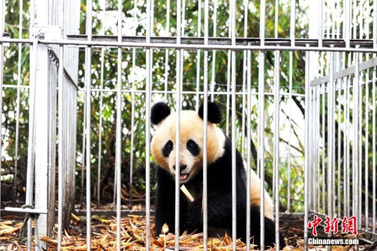 The two-year-old female panda Hua Jiao. (Photo/China News Service)