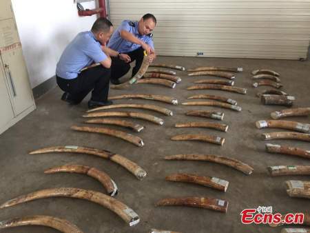 Two police officers check illegal ivory confiscated in Xiamen, Fujian province. The local customs have seized 58 ivory tusks, weighing 118.8 kilograms. The suspect bought them with $300 per kilogram. It is the largest seizure this year. (Photo/CFP)