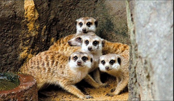 Meerkats pose as they greet visitors at Shanghai Zoo yesterday. (Ti Gong) 