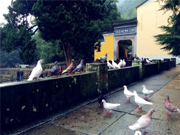 Doves are living in peace with the monks and the tourists at the Tiantong scenic spot. (Photo: chinadaily.com.cn/Ruan Fan)