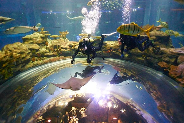 Grand Aquarium Scuba Diving. (Photo provided to China Daily)