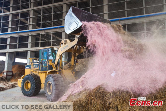 Workers dump shredded banknotes at an incineration power plant in Yancheng, East China's Jiangsu province. (Photo/CFP)