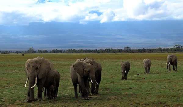 A herd of elephants in the Amboseli National Park, Kenya. The park is regarded as the best place in the world to see African elephants. CHEN LIANG/CHINA DAILY