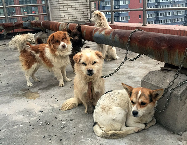Dogs chained to pipes on the roof of a building at Xi'an Medical University in Shaanxi province on Saturday were to be used in medical procedures by students until the school stopped the practice pending a review. CHINA DAILY