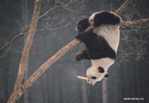 Giant panda Meng Meng plays on a tree at a Siberian tiger breeding base in Changchun, northeast China's Jilin Province, Dec. 9, 2015. (Xinhua/Xu Chang)