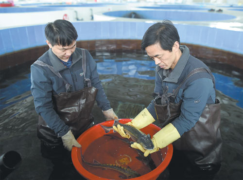 Scientists conduct a regular checkup for Chinese sturgeon that were being cultivated at the Chinese Sturgeon Institution under the China Three Gorges Corporation in Yichang, Hubei province, in February. Xiao Yijiu / Xinhua