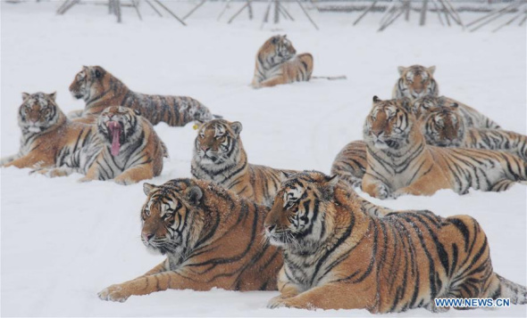 Siberian tigers take rest at the Siberian tiger zoo in Hailin, northeast China's Heilongjiang Province, Dec. 10, 2015. The facility, the world's largest Siberian tigers breeding center, is home to over 1,000 Siberian tigers, among the world's most endangered species. (Photo: Xinhua/Qiang Yong)