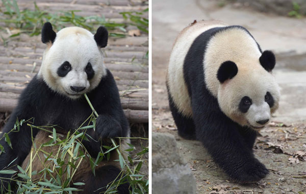 A pair of giant pandas gifted by the central government to the Macao Special Administrative Region arrived in Macao in April. (Photo/Xinhua)