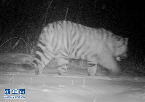 Infrared cameras showed pictures of a tiger.