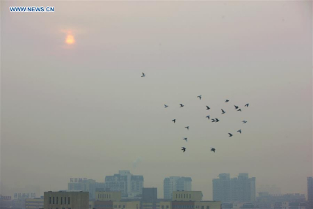 Doves fly above smog-shrouded Beijing, capital of China, Dec. 20, 2015. Beijing has issued its second red alert for air pollution this month as a new bout of smog is forecast to hit the capital from Saturday to Tuesday. (Xinhua/Guo Qiuda) 