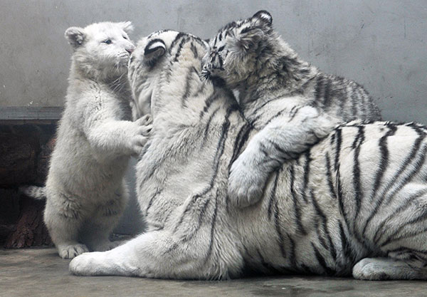 A pair of 5-month-old white tigers cuddle with their mother at the Qingdao Zoo in Shandong province on Monday. The one at left is a rare snow-white color. (Wang Haibin / for China Daily)