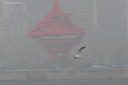 Photo taken on Dec. 23, 2015 shows a seagull flying in smog in Qingdao, east China's Shandong Province. (Photo/Xinhua)