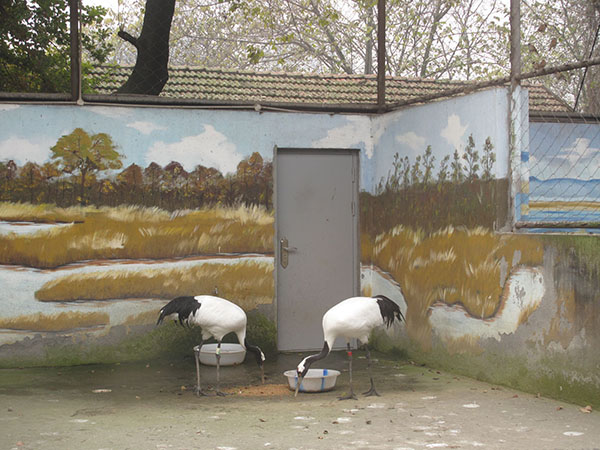 wo red-crowned cranes have lunch in their den in the Chengdu Zoo in Sichuan province. On the wall is a reed lake which is their natural habitat. (Photo: China Daily/Huang Zhiling)