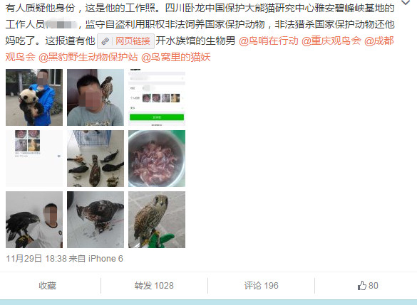 One of Huazai-Chasun's post on Weibo accused the Panda breeder of killing and selling protected birds. (Photo/Ecns.cn)