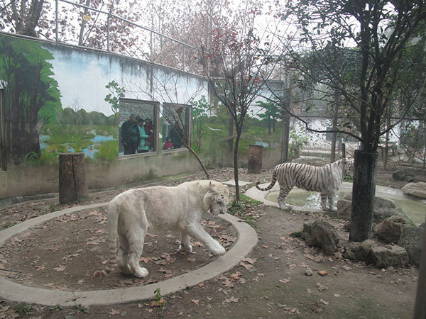 Two Bengal White Tigers stay in their den in the Chengdu Zoo in Sichuan province. On the wall are a mountain and forest which resemble their natural habitat. (Photo: China Daily/Huang Zhiling)
