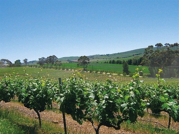 Clare Valley has an elevation of 400 to 500 meters, with a moderate continental climate featuring warm to hot days and cool to cold evenings. (Photo/Shanghai Daily)
