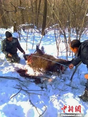 Two men measure a dead boar. (Photo/Baishishan Forestry Bureau) 