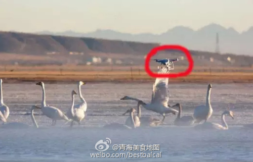 Photo shows a done over migratory whooper swans in Qinghai Lake. (Photo/Sina Weibo)