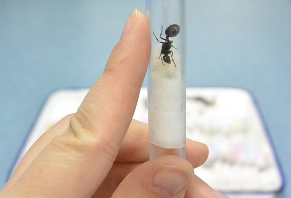 Test tubes containing 800 black ants were seized by customs officials at the Shuangliu Airport in Chengdu, Sichuan province, in November. The tubes were sent from Hamburg, Germany. (Photo: China Daily/Huang)