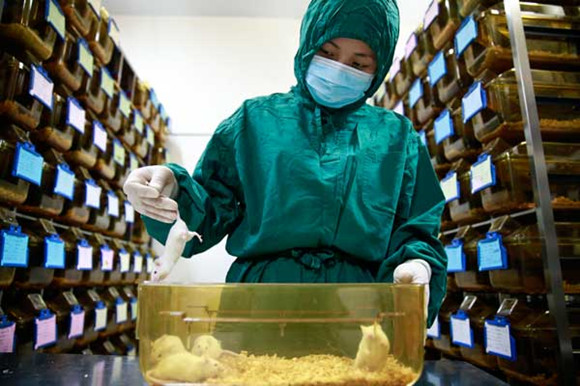 A researcher checks the conditions of rats used for laboratory tests at the National Institute of Biological Sciences in Beijing. （Photos：China Daily/Feng Yongbing and Xinhua/ Liu Dawei）