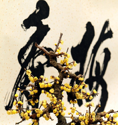 The 15th biennial China Wintersweet and Plum Exhibition, with more than 10-thousand plants adorning the space and more than 50 exhibitors, is held in Henan Province.(Photo/CCTV.com) 