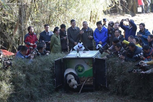 Giant panda Hua Jiao is seen crawling out of cage and released into the wild at Liziping Nature Reserve, southwest China's Sichuan Province, Nov. 19, 2015. Hua Jiao was the fifth captive-bred giant panda to be sent back home following giant panda Xiang Xiang, Tao Tao, Zhang Xiang and Xue Xue. (Photo: Xinhua/Xue Yubin)
