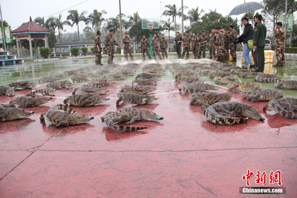 Frozen wild Siamese crocodiles are placed on a playground in south China's Guangxi Zhuang Autonomous Region. (Photo/Chinanews.com)