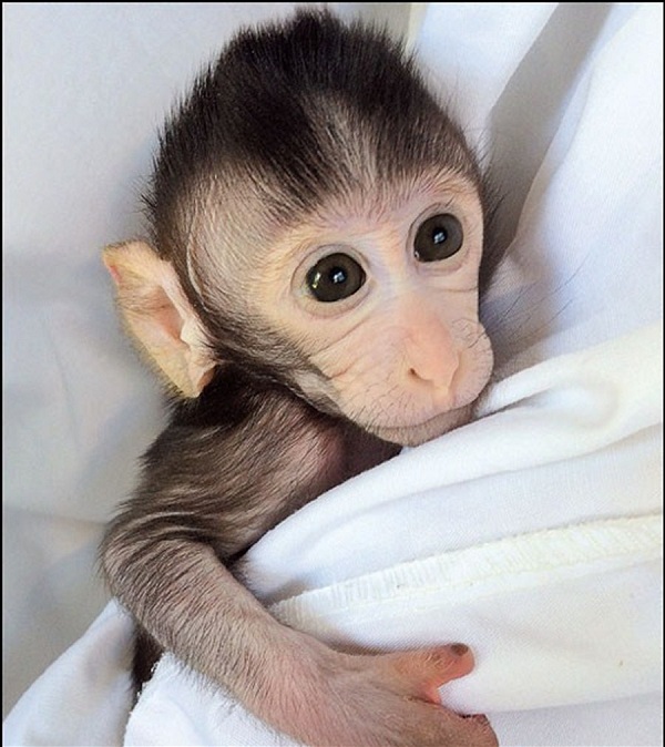 The first monkey implanted with the human autism gene. (Photo/Shanghai Daily)