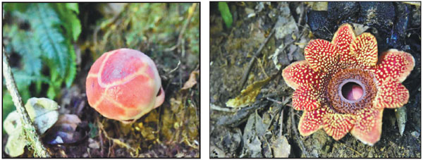 From left: A bud and a blossom of rafflesiaceae found recently in the rainforest of Xishuangbanna in Yunnan province.(Photos Provided to China Daily)