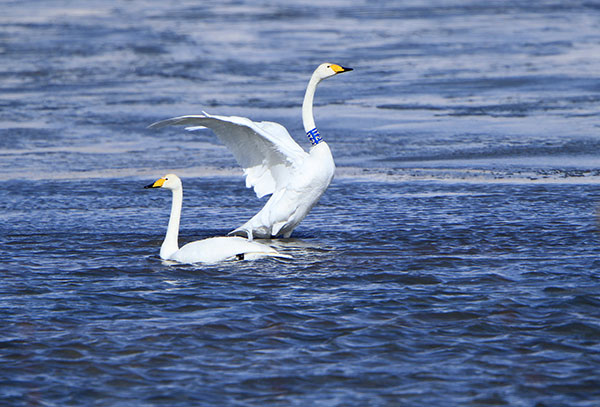 A swan with a bird band on its throat at the Gahai Wetland in Gansu province in January, marking the fifth consecutive year it was seen there.(ZHANG YONG/CHINA DAILY)