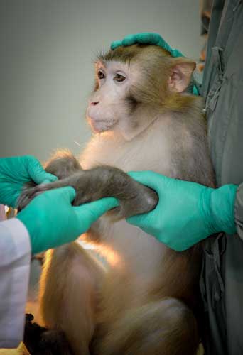 A monkey is used to test a vaccine for HIV/AIDS at the Guangzhou Institutes of Biomedicine and Health. 