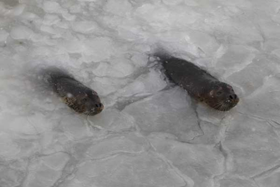 Staff workers in a scenic zone of Yantai have broken the ice to provide more food to seals. (Photo: China Daily/Shen Jihong)